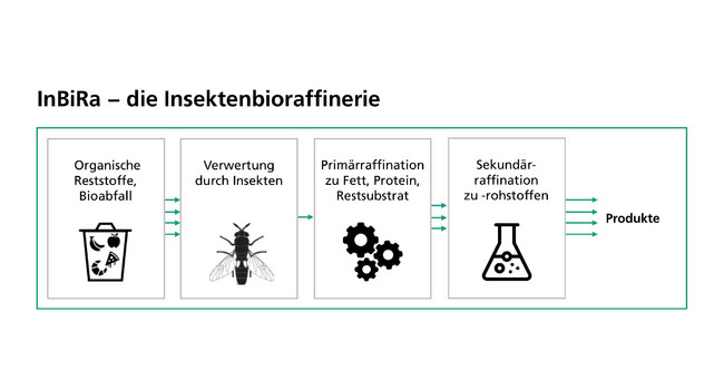 In der Insektenbioraffinerie „InBiRa“ werden Abfall- und Restströme mithilfe von Insektenlarven in neue hochwertige Produkte umgewandelt.