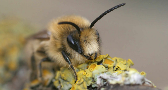 Frühlingsbiene (Colletes cunicularius)