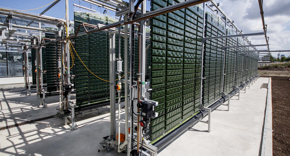 Cultivation of microalgae in the field