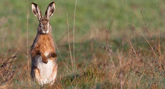 Feldhase (Lepus europaeus)