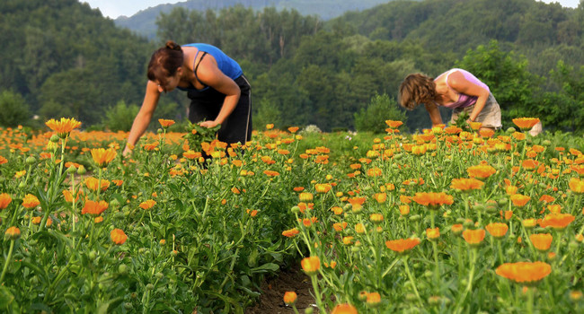 Frauen arbeiten auf Blumenfeld (© Weleda)']
