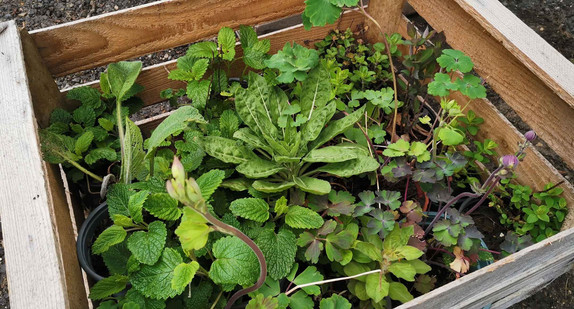 Pflanzentauschbörse