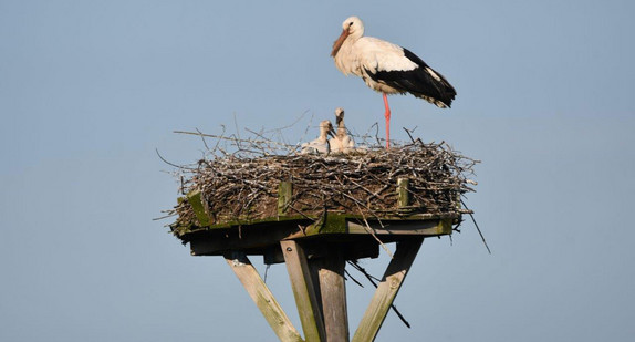 Zaberfeld: Weißstorch