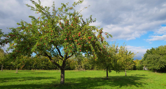 Streuobstwiese im Herbst