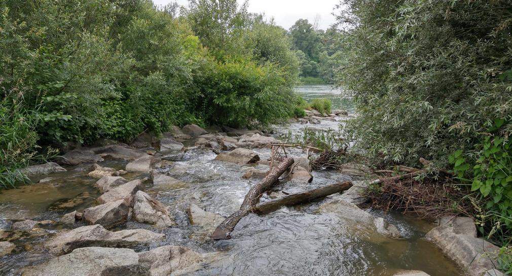 Die Einmündung der Kander in den Rhein