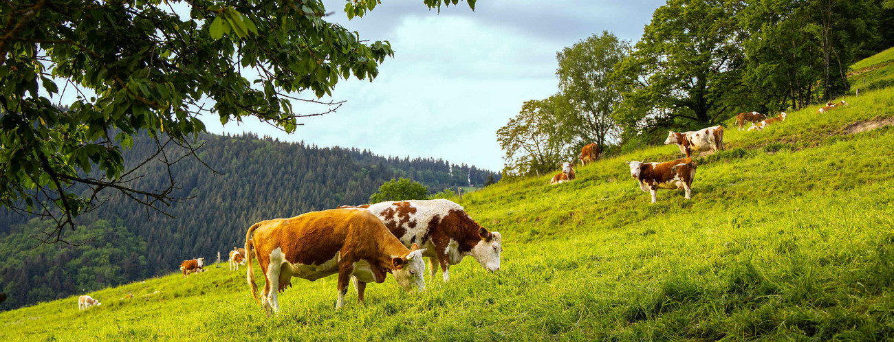 Hinterwälder-Rind