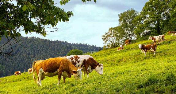 Hinterwälder-Rind