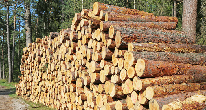 Holzstapel im Wald