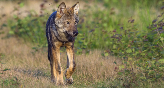 wildlebender Wolf (Canis lupus), Wolf läuft, Sachsen-Anhalt, Deutschland