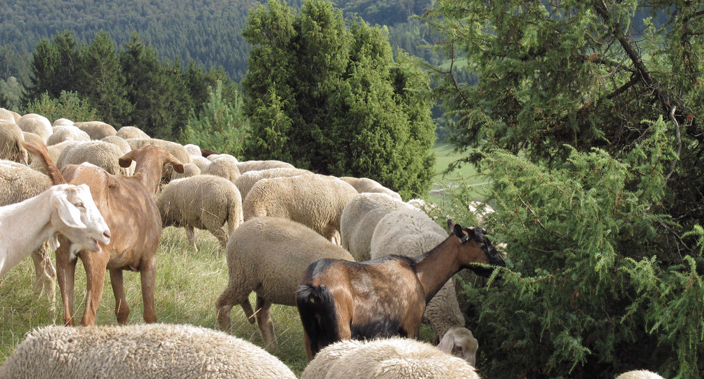 Schafe und Ziegen sind unsere natürlichen Landschaftspfleger.
