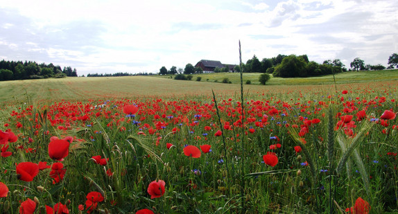 Mohn auf Acker, Getreidefeld mit Ackerwildkräutern; Naturpark Obere Donau bei Buchheim im Landkreis Tuttlingen