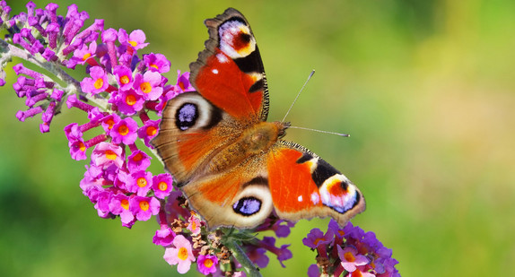 Sommerflieder mit Tagpfauenauge