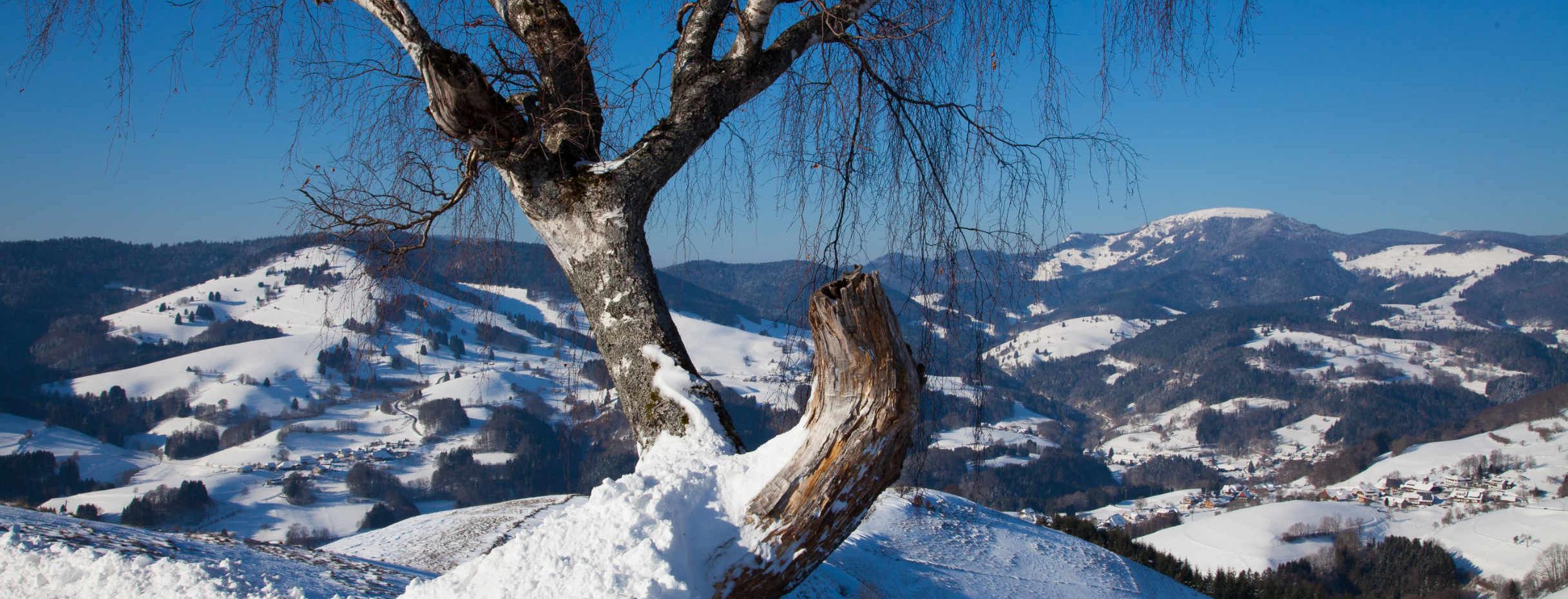 Biosphärengebiet Schwarzwald: Blick zum Belchen im Winter