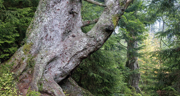 Großvatertanne im Nationalpark Schwarzwald