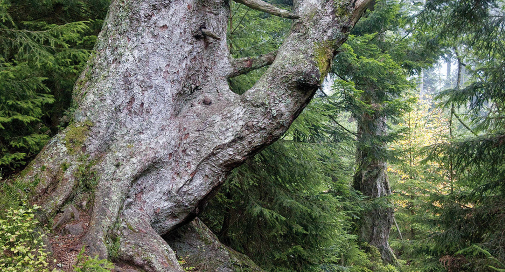 Großvatertanne im Nationalpark Schwarzwald