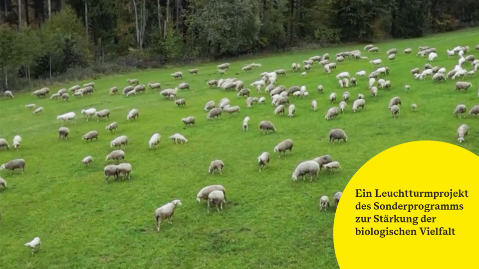 Leuchtturmprojekt „Sicherung einer nachhaltigen Beweidung von Wacholderheiden – mehr Pferchflächen für Schafherden"