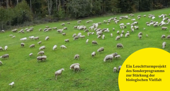 Leuchtturmprojekt „Sicherung einer nachhaltigen Beweidung von Wacholderheiden – mehr Pferchflächen für Schafherden"