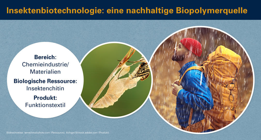 Insektenbiotechnologie: eine nachhaltige Biopolymerquelle für die Industrie