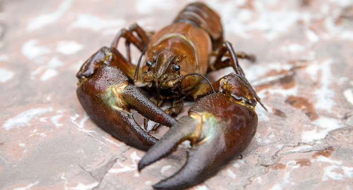 Close-up of signal crayfish