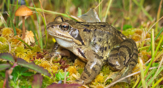 Grasfrosch (Rana temporaria)