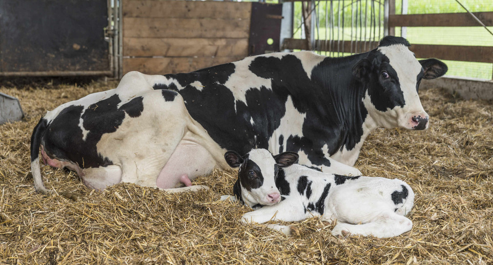 Eine Kuh liegt mit ihrem Kalb in einem Stall auf Stroh