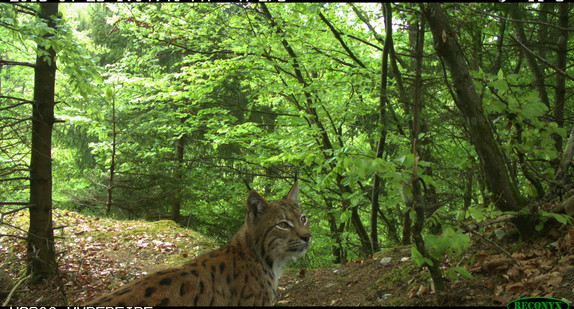 Luchs Lias auf einer Wildkamera im Wald