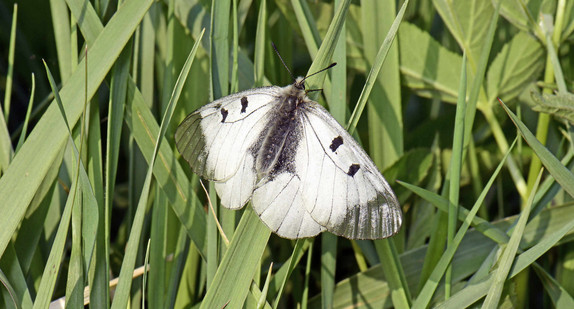 Schwarzer Apollo-Falter (Parnassius mnemosyne)