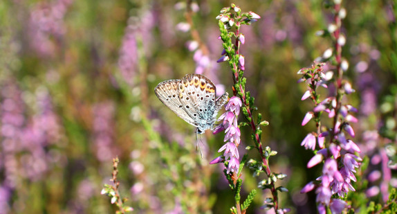 Idas-Bläuling (Plebejus idas)