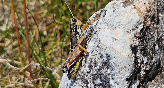 Gewöhnliche Gebirgsschnecke auf Felsen im Donautal