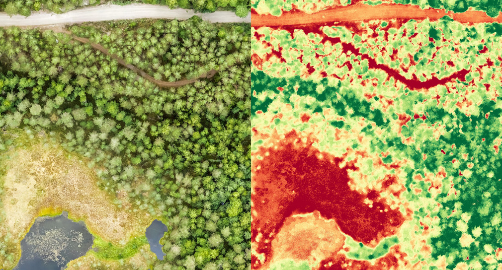Luft- und Satellitenbild eines sumpfigen Waldes