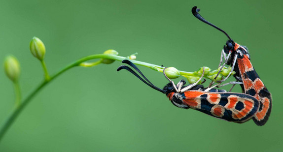 Bergkronwicken-Widderchen (Zygaena fausta) auf Graslilie
