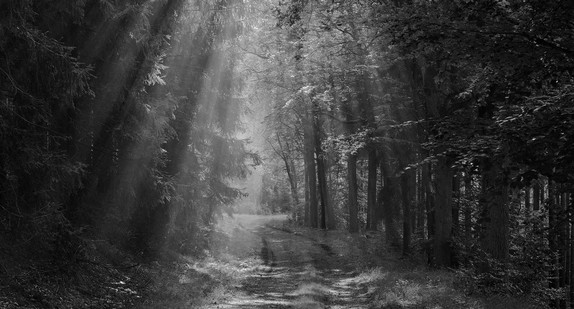 Wanderweg im Wald
