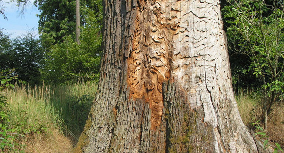 Stamm einer Heldbock-Eiche (Naturdenkmal)