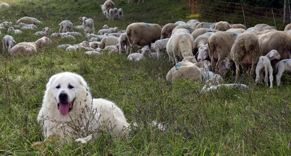 Pyrenäenberghund und Schafe