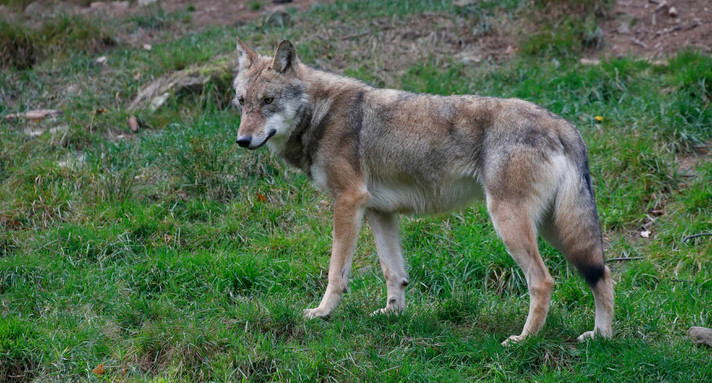 Wolf