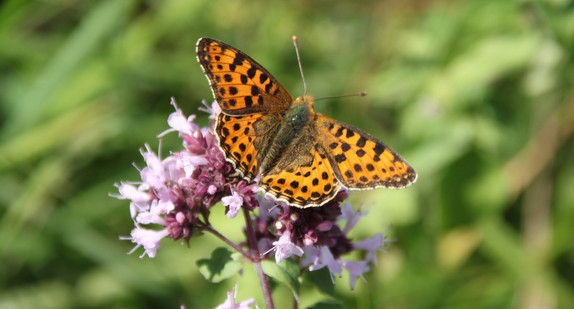 Kleiner Perlmutterfalter (Issoria lathonia)