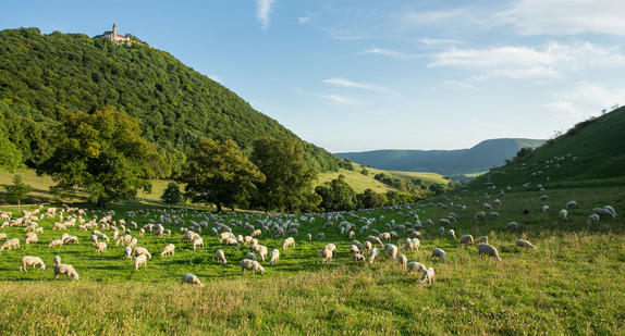 Schafherde im Naturschutzgebiet Teck