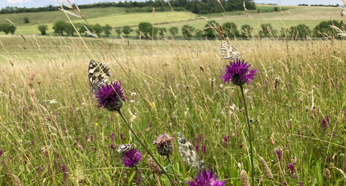 Blumen mit Schmetterlingen