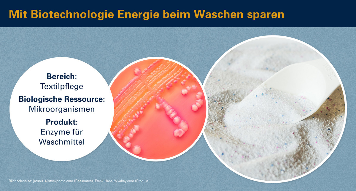 Mit Biotechnologie Energie beim Waschen sparen: Mikroorganismen – Enzyme für Waschmittel