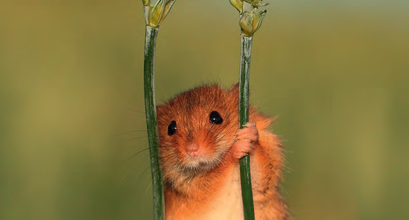 Hamster: Titelbild der Broschüre: Für Flora und Fauna. Mit Herz und Verstand. Das Sonderprogramm zur Stärkung der biologischen Vielfalt.