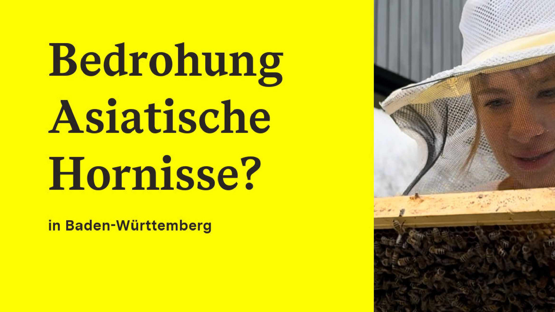 Asiatische Hornisse