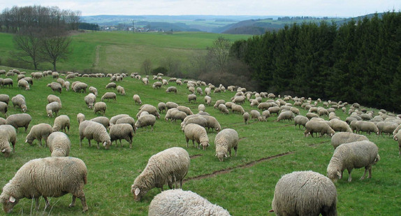 Schafe auf der Weide