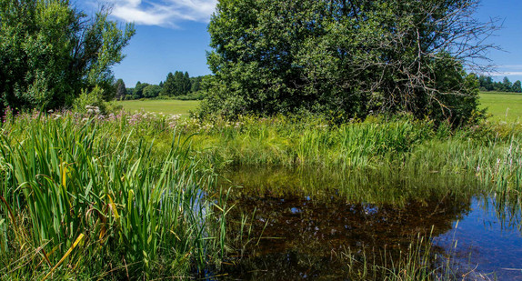 Schopflocher Moor, Hochmoorgebiet, Schwäbische Alb