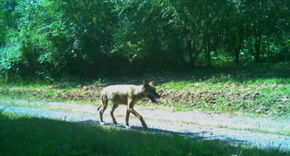 11.06.2023, Landkreis Esslingen: Wolf tappt in Fotofalle