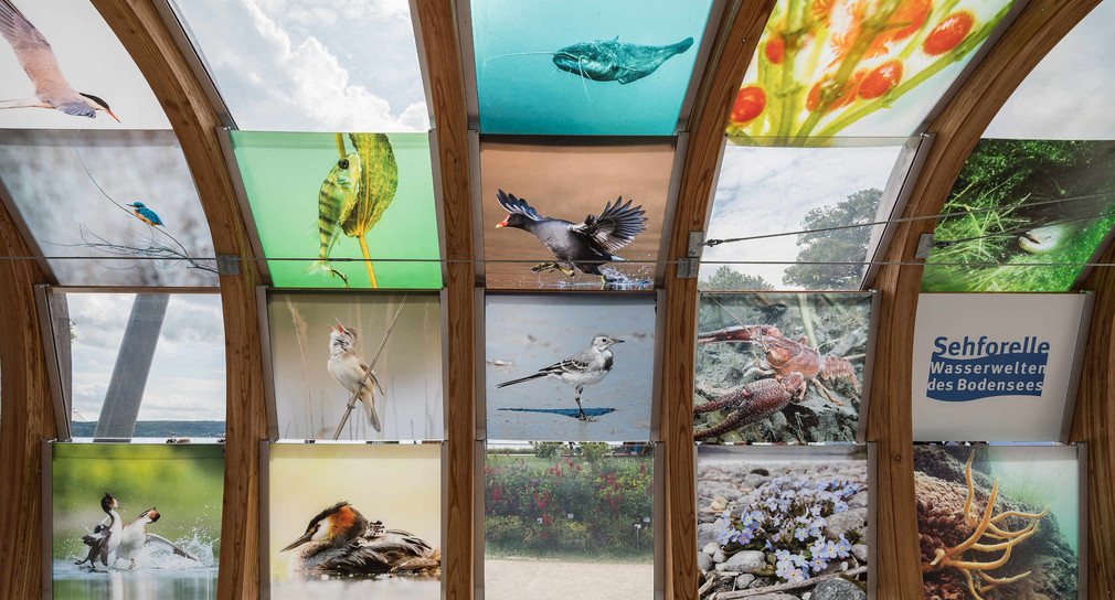 Die Bildergalerie präsentiert die Vielfalt der Tier- und Pflanzenwelt des Bodensees.