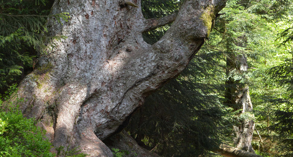 Unterer Stammabschnitt der Großvatertanne im ehemaligen Bannwald Wilder See in der Kernzone des Nationalparks Schwarzwald