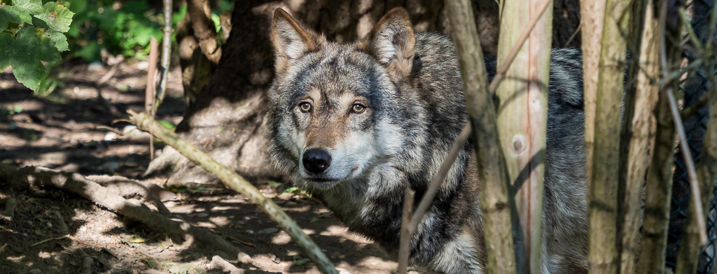 Europäischer Wolf - Canis lupus lupus