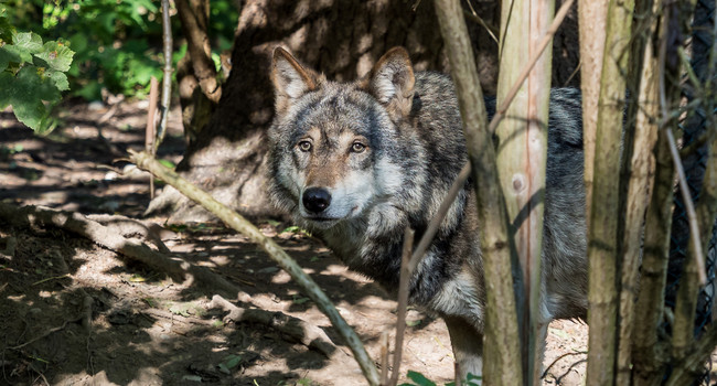 Europäischer Wolf - Canis lupus lupus']