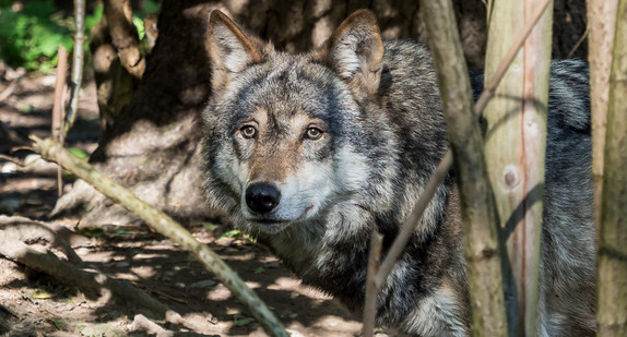 Europäischer Wolf - Canis lupus lupus