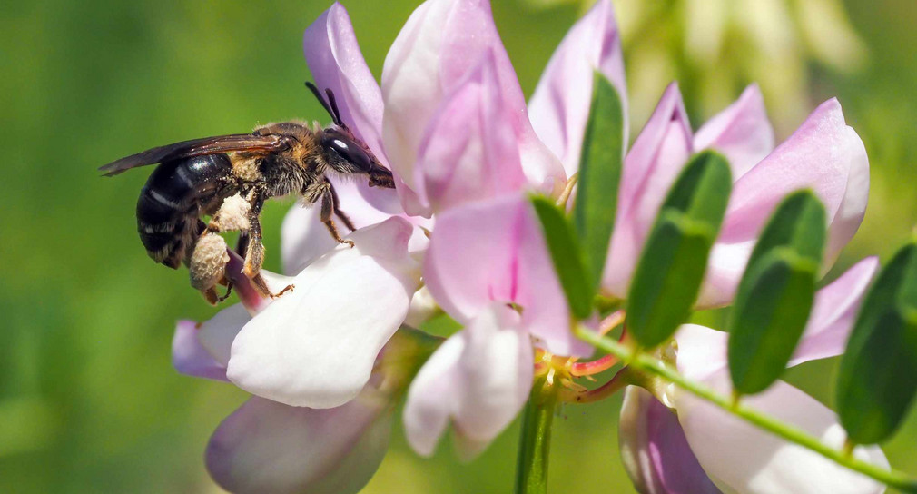 Andrena (Ovatula gruppe) an Bunte Kronwicke (Securigera varia)